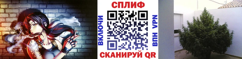 Купить где  Багратионовск  Канабис семена 